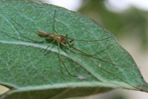Réf. 270 461 : Tetragnatha sp.
